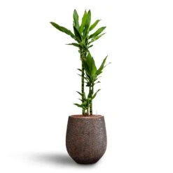 Dracaena Janet Lind - Multi Stem - HydroCare -Indoor Plants Dracaena Janet Lind Multi Stem Hydroculture 3 stems Opus Hit Darcy Planter Gold 38 x 42cm