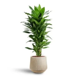Raindrop Tube Round Planter - Stone 16 Raindrop Tube Round Planter - Stone -Indoor Plants Dracaena Janet Lind Multi Stem Hydroculture 3 stems Raindrop Tube Round Planter Stone 30 x 26cm b7b3a37a 2904 4535 935b 6833f0dd9b87