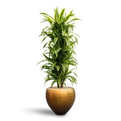 Metallic Couple Plant Pot - Matt Honey 10 Metallic Couple Plant Pot - Matt Honey -Indoor Plants Dracaena Lemon Lime Branched Hydroculture 31 28 x 130cm Metallic Couple Plant Pot Matt Honey 50 x 45cm 9ea39e1b 3b21 4612 9731 744dd39b1277
