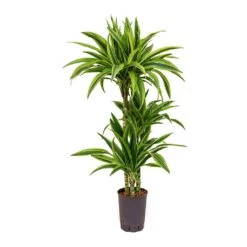Dracaena Lemon Lime - Multi Stem - HydroCare -Indoor Plants Dracaena Lemon Lime Hydroculture Indoor Plant 3Stems Small