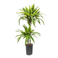 Dracaena Lemon Lime - Multi Stem - HydroCare -Indoor Plants Dracaena Lemon lime Multi Stem HydroCare 15 19x85cm 2 stems