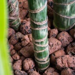 Dracaena Lemon Lime - Multi Stem - HydroCare -Indoor Plants Dracaena Lemon lime Multi Stem HydroCare SWATCH