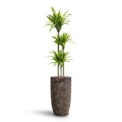 Luxe Lite Layer Partner Planter - Bronze -Indoor Plants Dracaena Lemon lime Multi Stem HydroCare Luxe Lite Layer Partner Planter Bronze 52202542 a43e 4d77 b176 6f82d57c5970