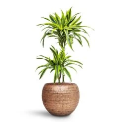 Dracaena Lemon Lime - Multi Stem - HydroCare -Indoor Plants Dracaena Lemon lime Multi Stem HydroCare Opus Hammered Globe Planter Gold