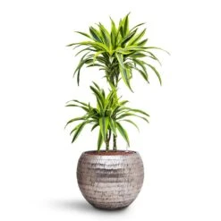 Dracaena Lemon Lime - Multi Stem - HydroCare -Indoor Plants Dracaena Lemon lime Multi Stem HydroCare Opus Hammered Globe Planter Silver