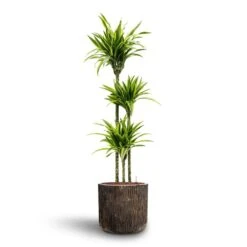 Dracaena Lemon Lime - Multi Stem - HydroCare -Indoor Plants Dracaena Lemon lime Multi Stem Hydroculture 18 19 x 135cm Luxe Lite Waterfall Cylinder Planter Bronze 40 x 38cm