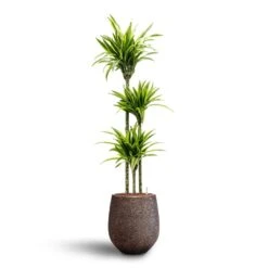 Dracaena Lemon Lime - Multi Stem - HydroCare -Indoor Plants Dracaena Lemon lime Multi Stem Hydroculture 18 19 x 135cm Opus Hit Darcy Planter Gold 38 x 42cm