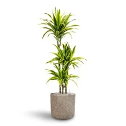 Dracaena Lemon Lime - Multi Stem - HydroCare -Indoor Plants Dracaena Lemon lime Multi Stem Hydroculture 21 20 x 125cm Charlie Plant Pot Grey Washed 25 x 24cm
