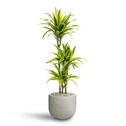 Cody Plant Pot - Ridged Cement -Indoor Plants Dracaena Lemon lime Multi Stem Hydroculture 21 20 x 125cm Cody Plant Pot Ridged Cement 28 x 25cm 15721c26 06f3 4163 8eb8 9f9269a8c06c