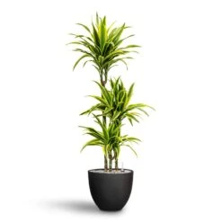 Dracaena Lemon Lime - Multi Stem - HydroCare -Indoor Plants Dracaena Lemon lime Multi Stem Hydroculture 21 20 x 125cm Coral Refined Planter Volcano Black 25 x 21 cm