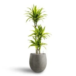 Dracaena Lemon Lime - Multi Stem - HydroCare -Indoor Plants Dracaena Lemon lime Multi Stem Hydroculture 21 20 x 125cm Grigio Balloon Plant Pot Natural Concrete 30 x 30 cm