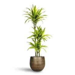 Dracaena Lemon Lime - Multi Stem - HydroCare -Indoor Plants Dracaena Lemon lime Multi Stem Hydroculture 21 20 x 125cm Ryan Plant Pot Shiny Gold 31 x 28 cm 84c37ab9 867c 4a24 9e68 10dee8f219d3
