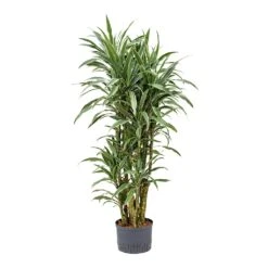 Dracaena Warneckii - Branched - HydroCare -Indoor Plants Dracaena Warneckii Branched Hydroculture 25 19x110cm