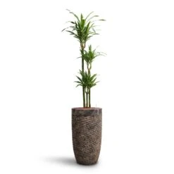 Dracaena Warneckii - Multi Stem - HydroCare 13 Dracaena Warneckii - Multi Stem - HydroCare -Indoor Plants Dracaena Warneckii Multi Stem HydroCare Luxe Lite Layer Partner Planter Bronze