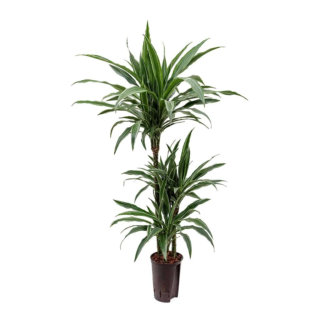 Dracaena Warneckii - Multi Stem - HydroCare 1 Dracaena Warneckii - Multi Stem - HydroCare