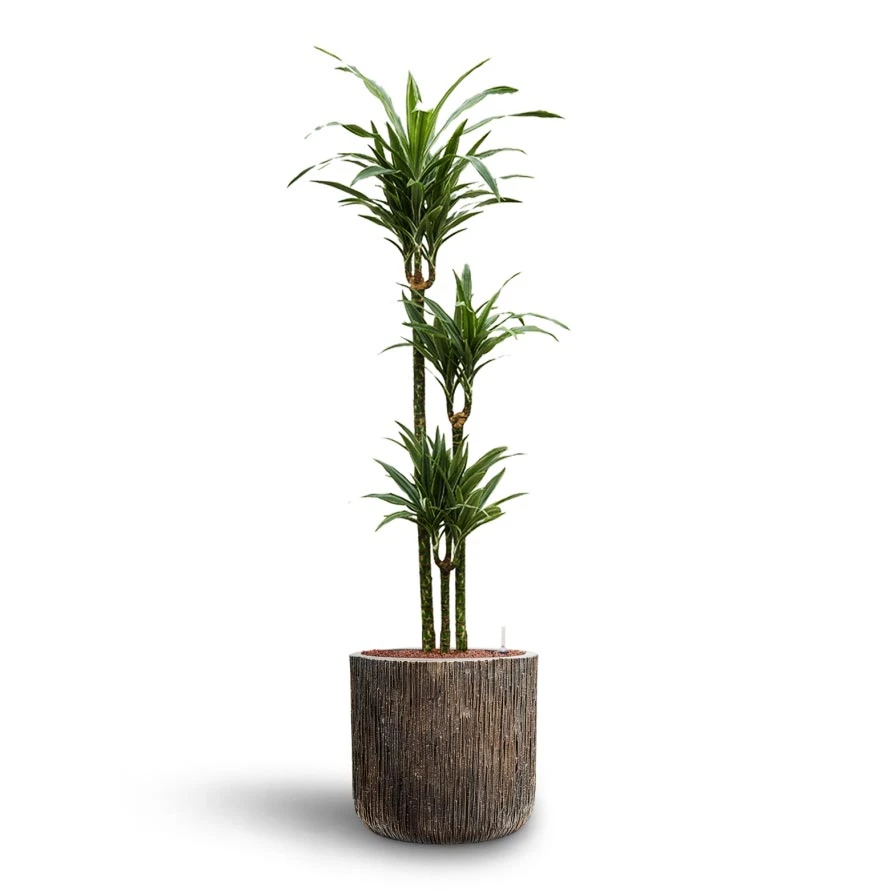 Dracaena Warneckii - Multi Stem - HydroCare 5 Dracaena Warneckii - Multi Stem - HydroCare - Image 5