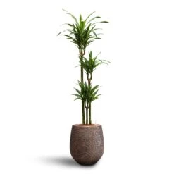 Dracaena Warneckii - Multi Stem - HydroCare 10 Dracaena Warneckii - Multi Stem - HydroCare -Indoor Plants Dracaena Warneckii Multi Stem Hydroculture Opus Hit Darcy Planter Gold