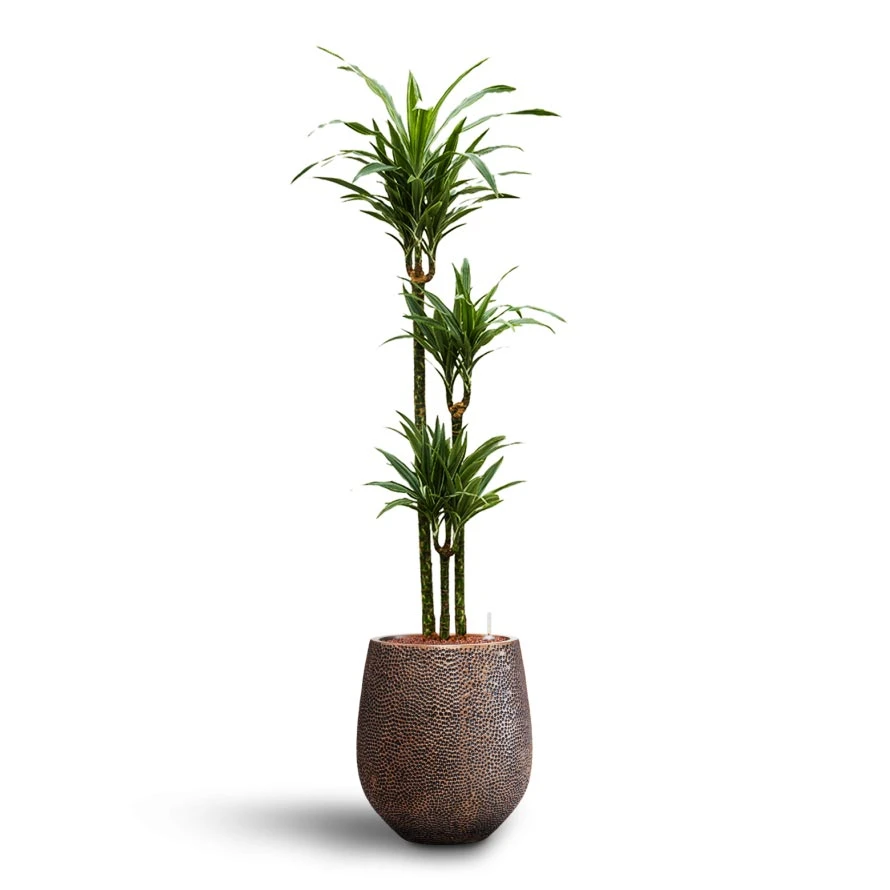 Dracaena Warneckii - Multi Stem - HydroCare 3 Dracaena Warneckii - Multi Stem - HydroCare - Image 3