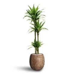 Dracaena Warneckii - Multi Stem - HydroCare 11 Dracaena Warneckii - Multi Stem - HydroCare -Indoor Plants Dracaena Warneckii Multi Stem Hydroculture Polystone Coated Plain Balloon Planter Rock