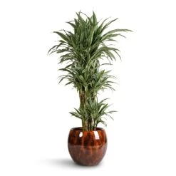 Kae Plant Pot - Cayenne -Indoor Plants Dracaena deremensis Warneckii Branched 27x120cm Kae Plant Pot Cayenne 37x32cm f203c729 6f80 4414 8ae2 72ab3e2e1a47