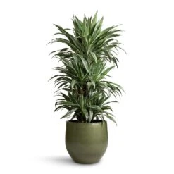 Zembla Plant Pot - Green -Indoor Plants Dracaena deremensis Warneckii Branched 27x120cm Zembla Plant Pot Green 35x32cm 28944e9c 6e1a 4b0c 9b54 5f54dc2c88df