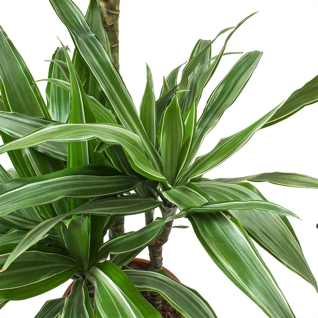 Dracaena Warneckii - Multi Stem - HydroCare 2 Dracaena Warneckii - Multi Stem - HydroCare - Image 2