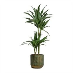 Dracaena Deremensis Warneckii - Multi Stem -Indoor Plants Dracaena deremensis Warneckii Multi Stem 19x90cm 2 stems Caro Metal Plant Pots Set of 6 Copper Green