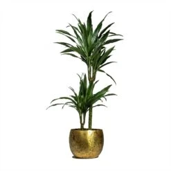 Dracaena Deremensis Warneckii - Multi Stem -Indoor Plants Dracaena deremensis Warneckii Multi Stem 19x90cm 2 stems Ellen Metal Plant Pots Set of 3 Brass