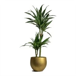 Dracaena Deremensis Warneckii - Multi Stem -Indoor Plants Dracaena deremensis Warneckii Multi Stem 19x90cm 2 stems Mini Orb Kevan Plant Pot Metallic Gold 25x21cm