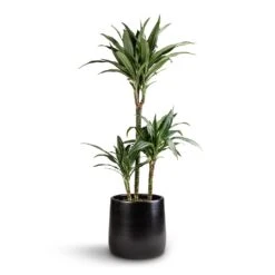 Dracaena Deremensis Warneckii - Multi Stem