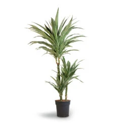 Dracaena Deremensis Warneckii - Multi Stem -Indoor Plants Dracaena deremensis Warneckii Multi Stem 21x105cm 3stems