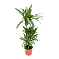 Dracaena Deremensis Warneckii - Multi Stem -Indoor Plants Dracaena deremensis Warneckii Multi Stem