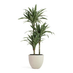 Coral Refined Planter - Natural White -Indoor Plants Dracaena deremensis Warneckii Multi Stem Coral Refined Planter Natural White