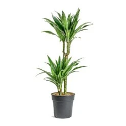 Dracaena Deremensis Warneckii - Multi Stem -Indoor Plants Dracaena deremensis Warneckii Multi Stem 401f4d6b 3efd 497d 89eb 216dc3421977