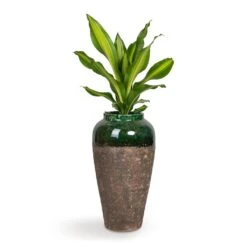 Lindy Bottle Plant Vase - Black Green -Indoor Plants Dracaena fragrans Burley 14x40cm Lindy Bottle Plant Vase Black Green 28x50cm b5d9cc82 e6aa 4ca1 9f4f 7f16ea3a459b