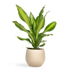 Ryan Plant Pot - Sand Gold -Indoor Plants Dracaena fragrans Burley 14x40cm Ryan Plant Pot Sand Gold 18x16cm bc91e5f0 e777 49a7 bd8d fedd7ffd2765