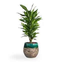 Lindy Plant Pot - Black Green -Indoor Plants Dracaena fragrans Cintho Branched 21x70cm Lindy Plant Pot Black Green 30x25cm 1fa2851a 1401 4dfb a9b1 7be94f5a5e0a