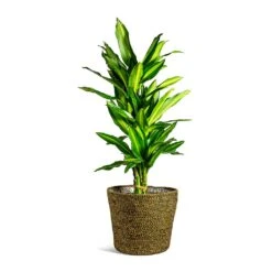 Dracaena Fragrans Cintho - Branched 15 Dracaena Fragrans Cintho - Branched -Indoor Plants Dracaena fragrans Cintho Branched selin Plant Basket Camel plant pot