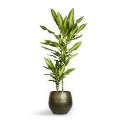 Noor Plant Pot - Velvet Green -Indoor Plants Dracaena fragrans Cintho Multi Stem 19x100cm 2stems Noor Plant Pot Velvet Green 27x25cm