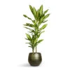 Dracaena Fragrans Cintho - Multi Stem