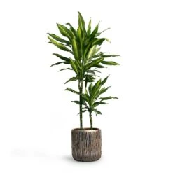 Luxe Lite Waterfall Cylinder Planter - Bronze 22 Luxe Lite Waterfall Cylinder Planter - Bronze -Indoor Plants Dracaena fragrans Cintho MultiStem 19x80cm Plant Pot Luxe Lite Waterfall Cylinder Planter Bronze 23x22 7fad771a df03 446c beec dd3b5e3fb87d