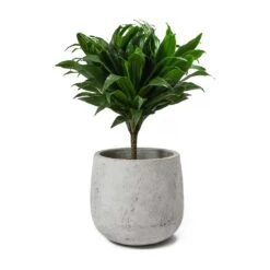 Dracaena Fragrans Compacta - Single Stem -Indoor Plants Dracaena fragrans Compacta Amber Plant Pot
