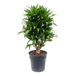 Dracaena Fragrans Compacta - Branched -Indoor Plants Dracaena fragrans Compacta Branched 21cm