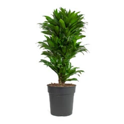Dracaena Fragrans Compacta - Branched -Indoor Plants Dracaena fragrans Compacta Branched 24cm