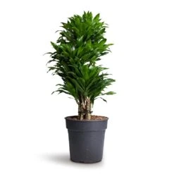 Dracaena Fragrans Compacta - Branched -Indoor Plants Dracaena fragrans Compacta Branched 24x75cm 1