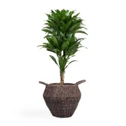 Dracaena Fragrans Compacta - Branched -Indoor Plants Dracaena fragrans Compacta Branched 24x75cm Jelle Plant Baskets Set of 3 Black warped a799a670 655b 4e6e 8f03 e8610f298c38