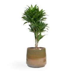 Dracaena Fragrans Compacta - Branched -Indoor Plants Dracaena fragrans Compacta Branched 24x75cm Joah Plant Pot Oasis 33x28cm