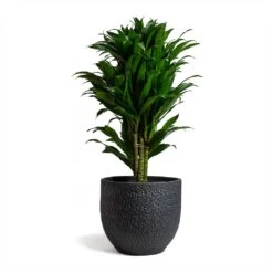 Dracaena Fragrans Compacta - Branched -Indoor Plants Dracaena fragrans Compacta Branched 24x75cm Rinca Plant Pot Shiny Black 29x26cmV2 d1a30b6d e211 4522 9b8e 6a963efd0c98
