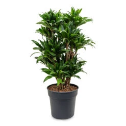 Dracaena Fragrans Compacta - Branched -Indoor Plants Dracaena fragrans Compacta Branched 30x100cm