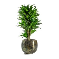 Kian Metal Plant Pots - Set Of 3 - Large - Sky Burn -Indoor Plants Dracaena fragrans Compacta Branched Kian Metal Plant Pots Set of 3 Large Sky Burn d40ff8c0 2d2a 40dc bd1b b2a0f43636de